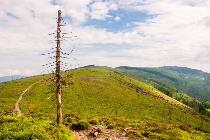 Panorama Beskid Śląski