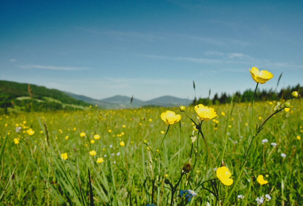 Łąka Beskid Wyspowy