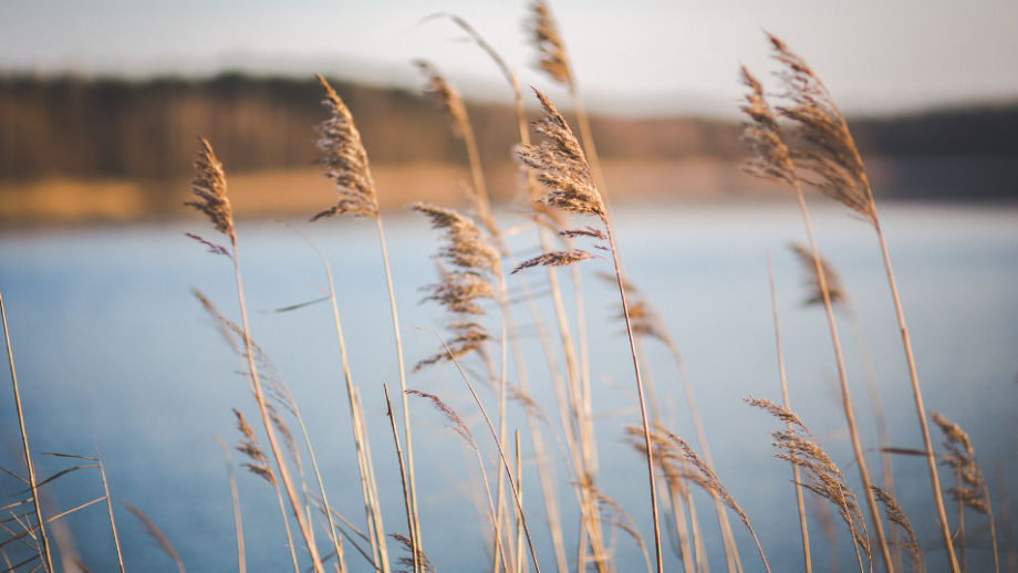 Jezioro Tarnobrzeskie 🌊 6 opcji na relaks nad wodą na Podkarpaciu