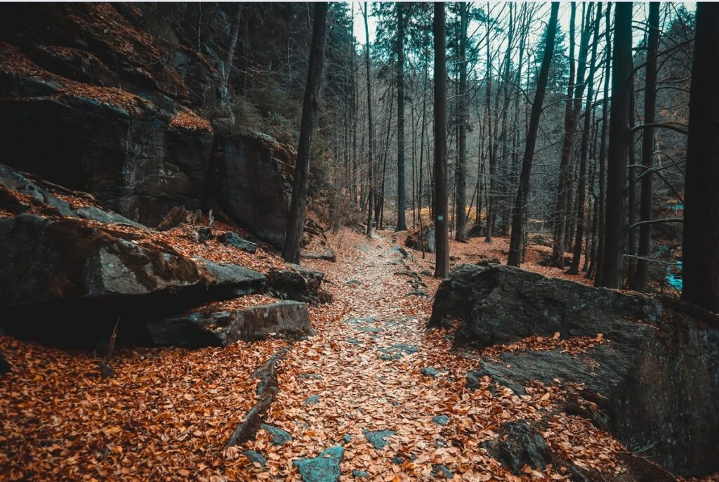 karkonoskie lasy w jesiennych barwach