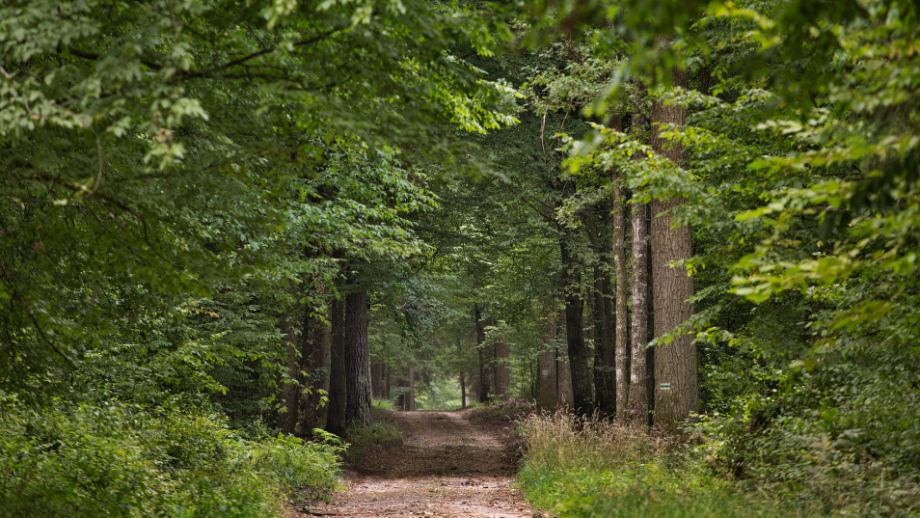 Białowieski Park Narodowy 🦬 Odkryj magię prastarej Puszczy Białowieskiej