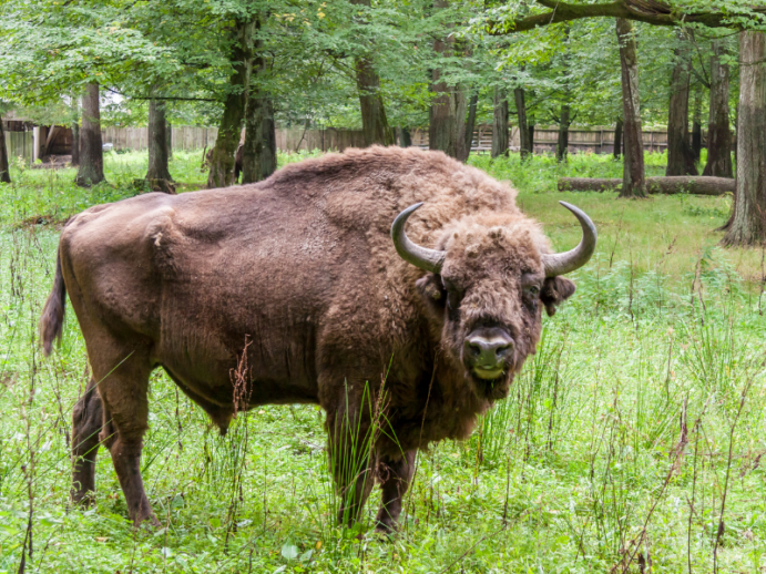 Białowieski Park Narodowy: zagroda żubrów