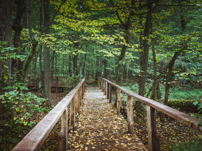 Białowieski Park Narodowy: leśna ścieżka