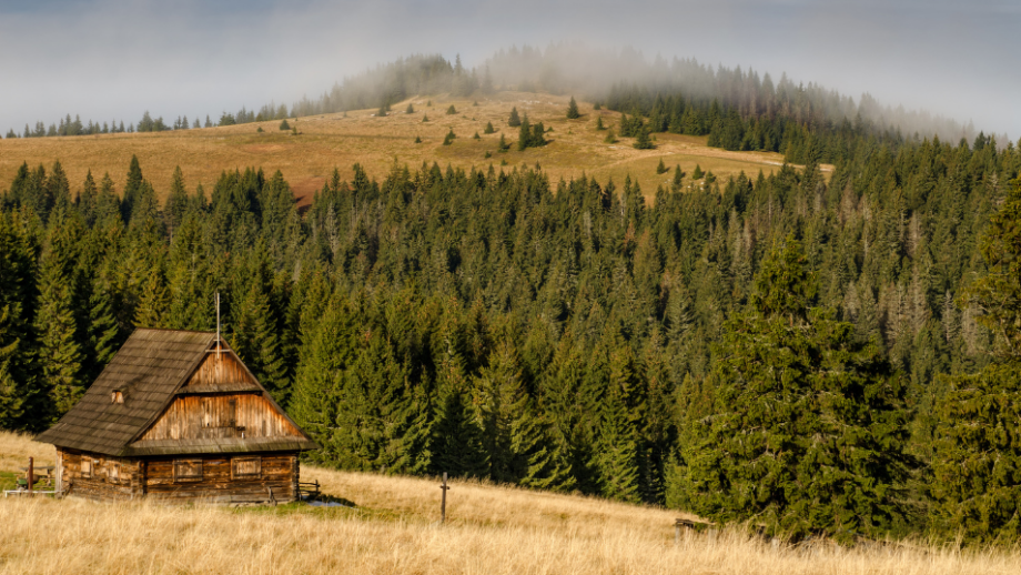 Brama w Gorce Przygotuj się na przygodę w koronach drzew 🌲