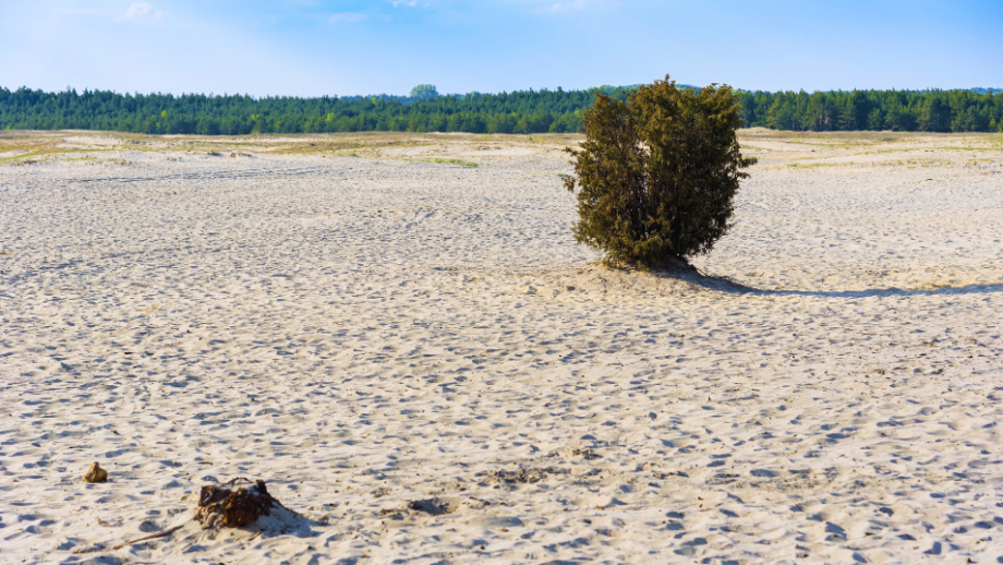 Pustynia Kozłowska 🏜 Ukryty skarb Dolnego Śląska