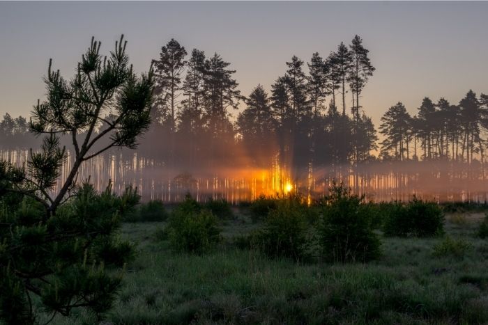 Parki narodowe w Polsce: Bory Tucholskie