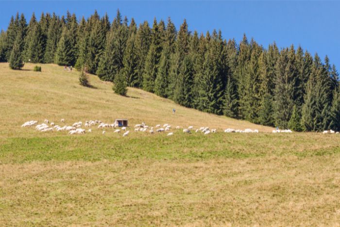 Rusinowa Polana: stado owiec na trasie