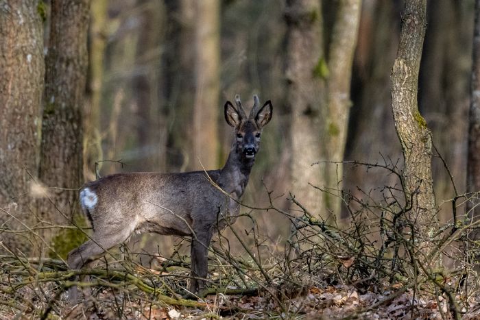 zwierzęta w Kampinoskim Parku Narodowym