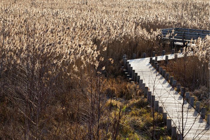 Kampinoski Park Narodowy - ścieżka dydaktyczna