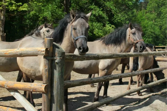 Roztoczański Park Narodowy - koniki polskie w hodowli zachowawczej