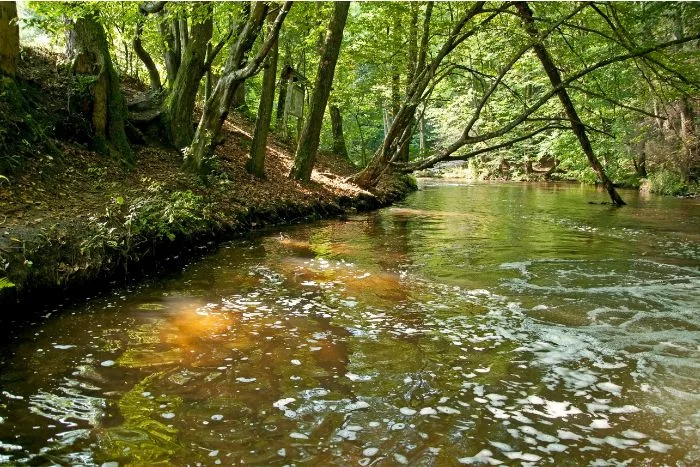 Roztoczański Park Narodowy -tereny podmokłe rzeka