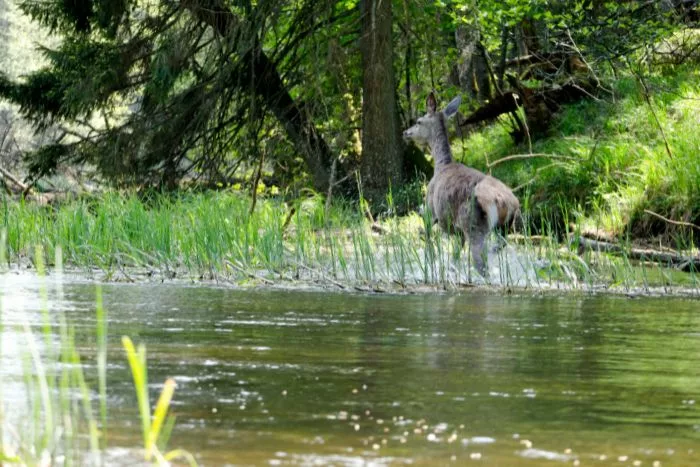 Wigierski Park Narodowy - fauna i flora